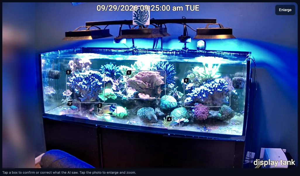 A real ReefMind camera photo of Brett’s mixed reef display tank, with six numbered boxes drawn around the corals and fish the camera AI found