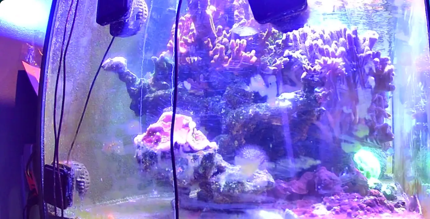 A Wyze Cam v4 photo taken through the side glass of a reef tank, looking down its length past the rockwork and corals, with the fish close to the glass.