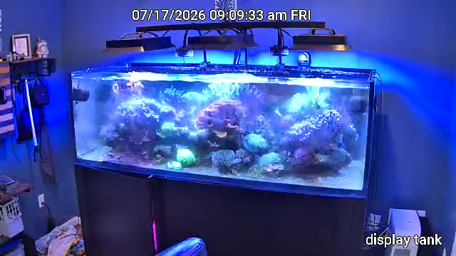 ReefMind Collector camera frame of a display reef tank with expanded coral colonies.